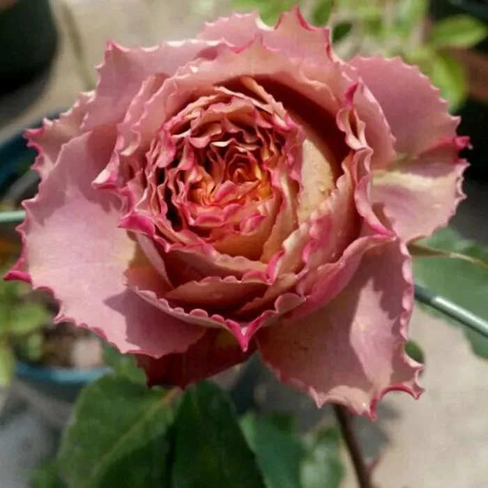 絶対的な信頼 'British rare Japanese Beats' rose shrub タンクトップ