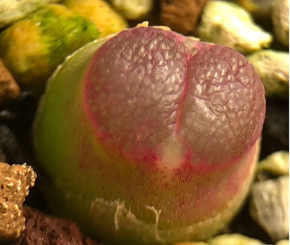 plant Aeonium Echeveria Haworthia  Caudex  Lithops Cactus  Agave 