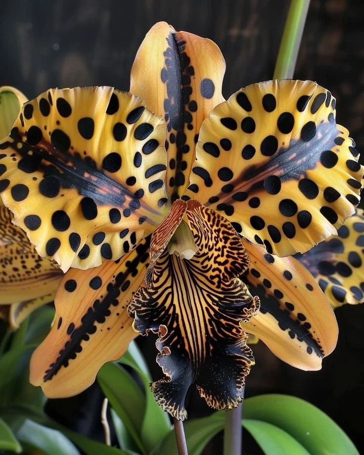 🦋Iris butterfly seeds