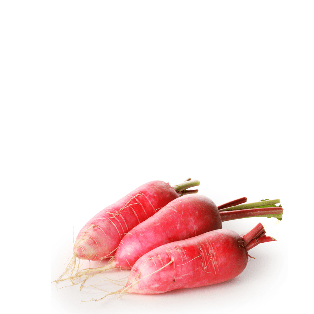 Heirloom Radish Seeds (Laal Mooli) &ndash; Datil Rojo | Red-Skinned, Crisp & Fast-Growing