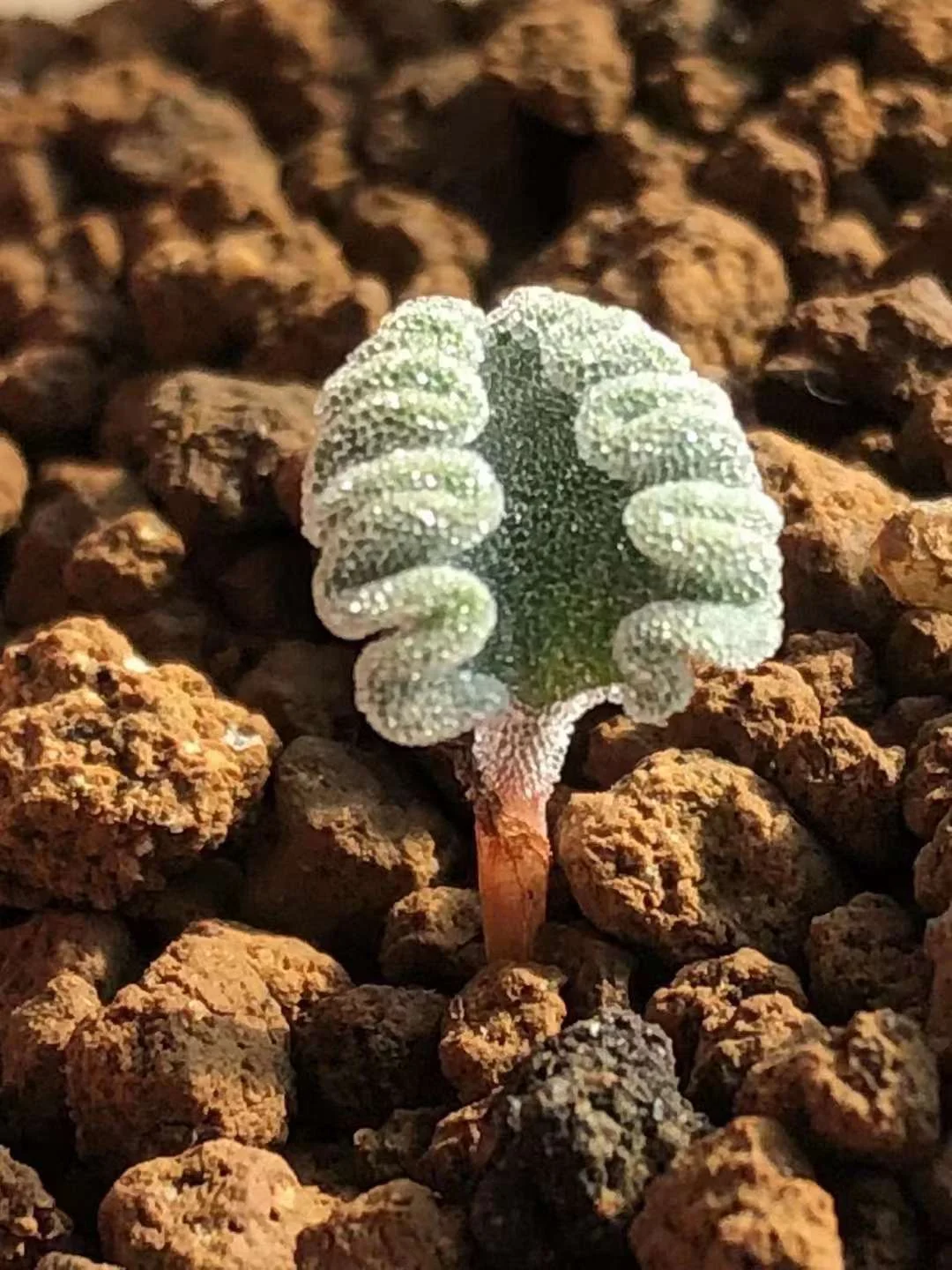 plant Aeonium Echeveria Haworthia  Caudex  Lithops Cactus  Agave 