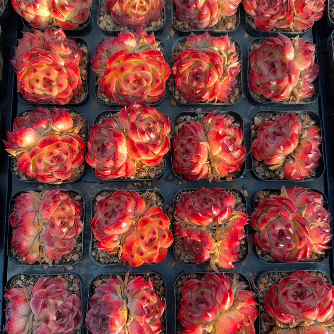 plant Aeonium Echeveria Haworthia  Caudex  Lithops Cactus  Agave 