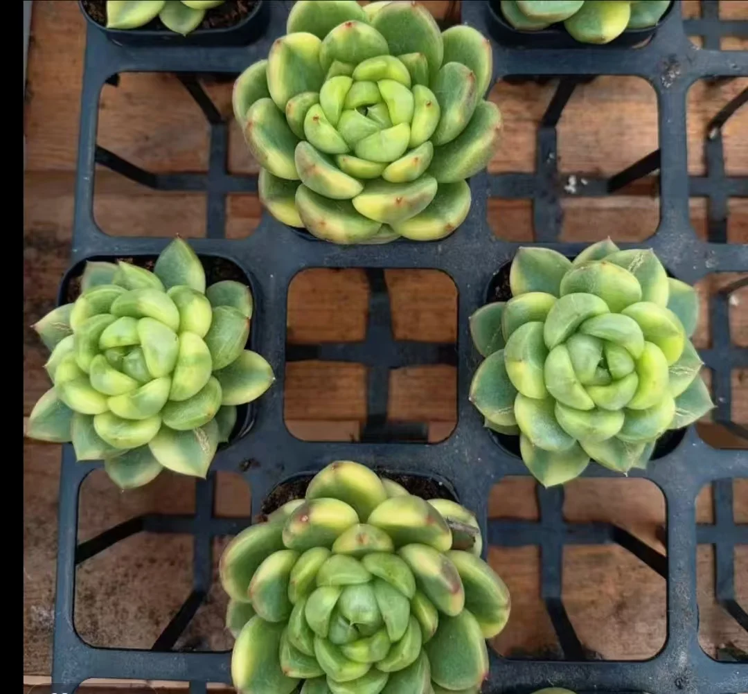 plant Aeonium Echeveria Haworthia  Caudex  Lithops Cactus  Agave 