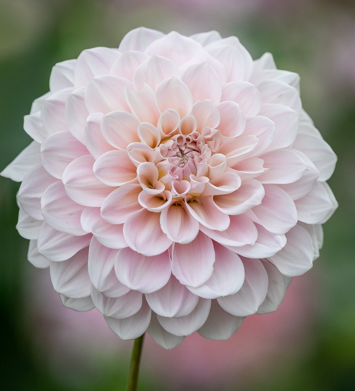 Dahlia ‘Sweet Nathalie’ Seeds Jonyparkseed®