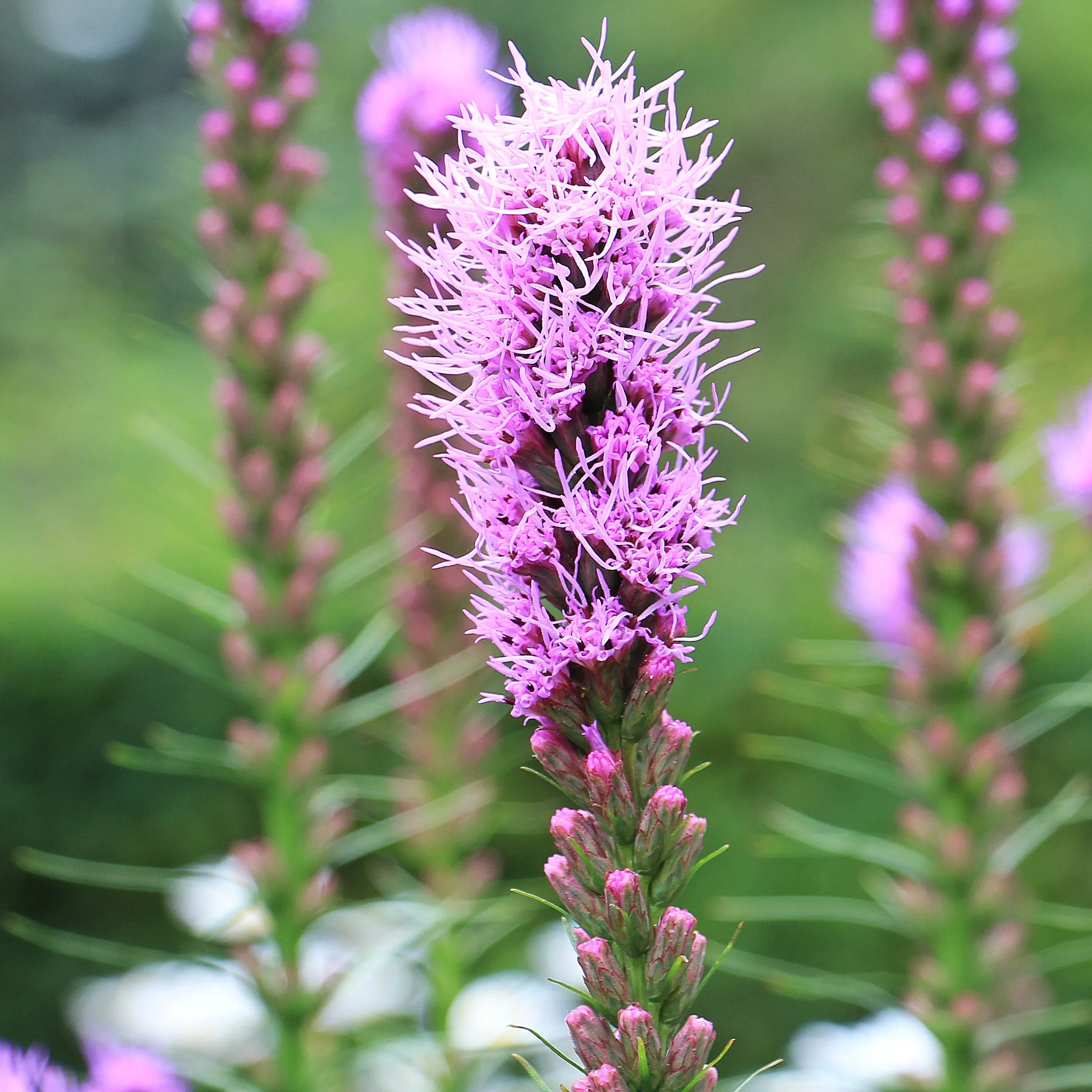 Prairie Blazing Star Seeds🦋