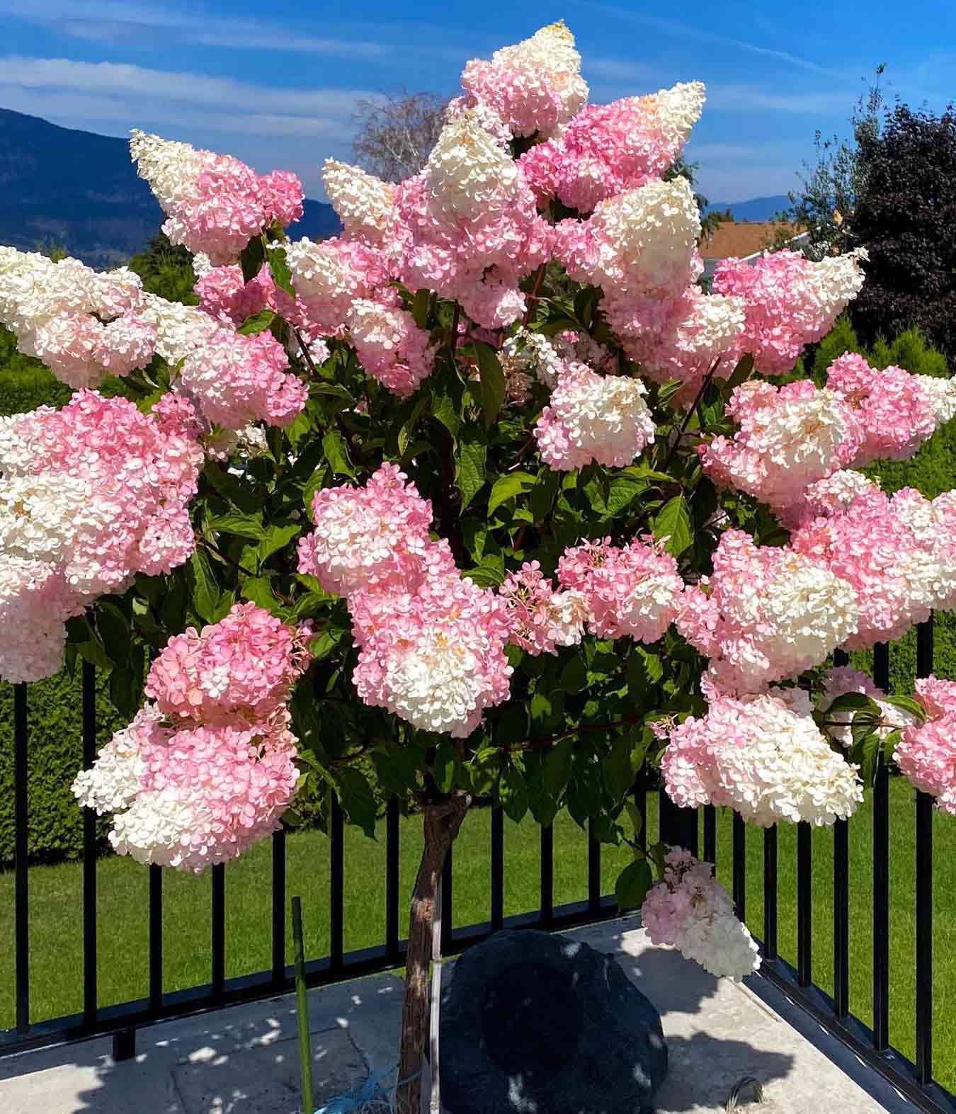 Strawberry Vanilla Hydrangea: Growing Tips You Wish You Knew Sooner | Bored  Panda