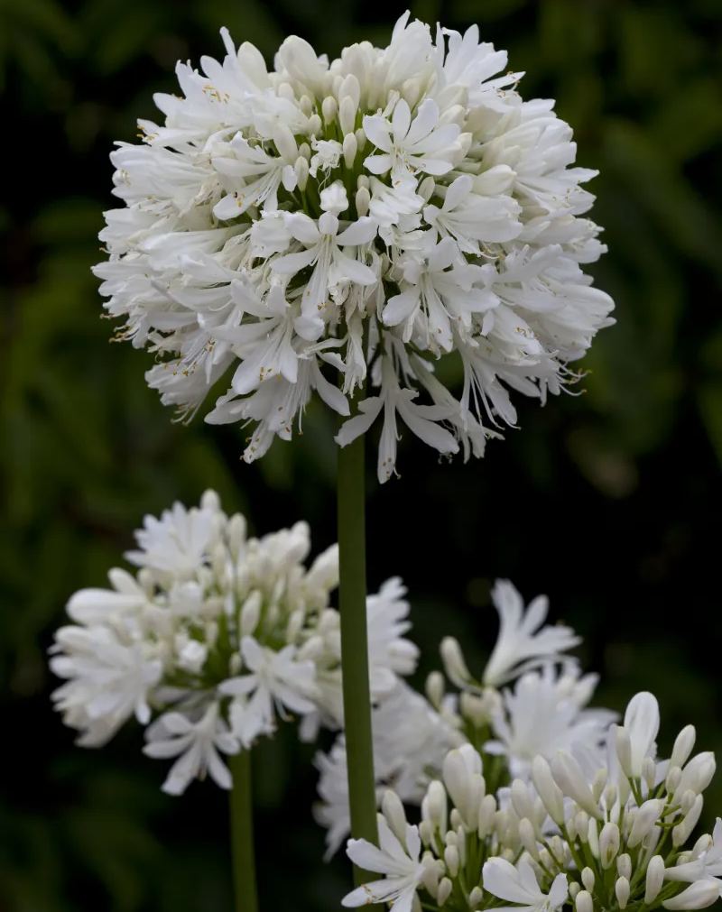 🔥🔥Agapanthus africanus 'Albus'