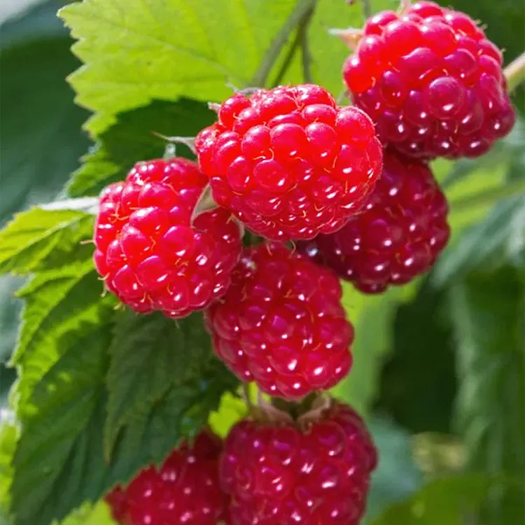 🌱 Grow Your Own Raspberries &mdash; Fresh, Healthy & Easy!
