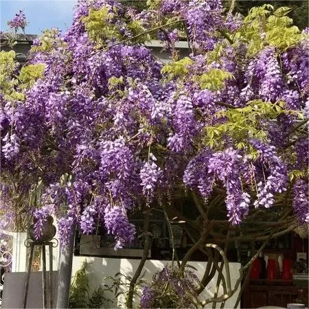 Wisteria Floribunda Feenblume