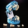 Dental Restoration Model Oral Pathology Doctor-Patient Communication Teaching Restoration Comprehensive With Nerve Part Removable Tooth Model