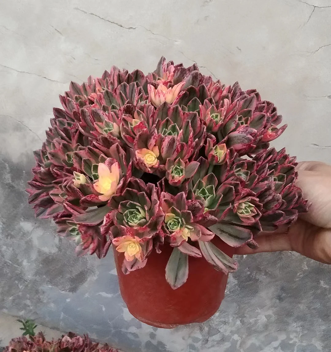 plant Aeonium Echeveria Haworthia  Caudex  Lithops Cactus  Agave 