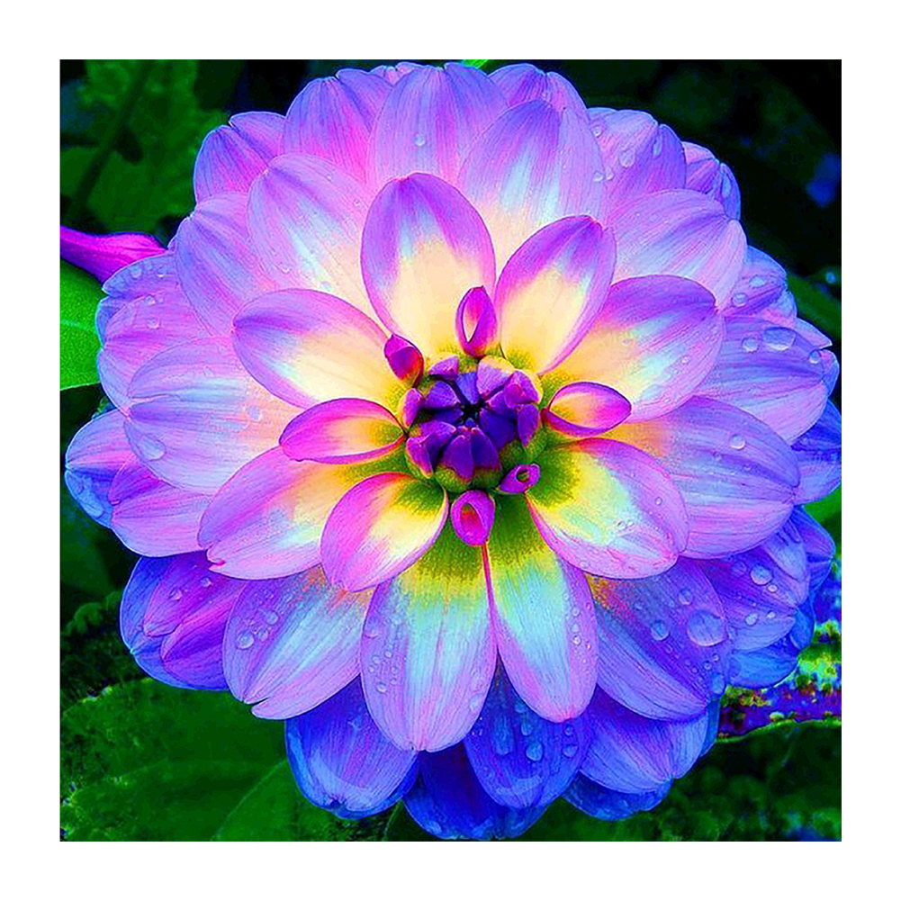 

Purple Lotus - 11CT Stamped Cross Stitch - 40*40CM, 501 Original