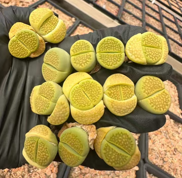 plant Aeonium Echeveria Haworthia  Caudex  Lithops Cactus  Agave 