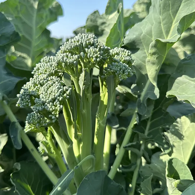 BROCCOLI RABE SEEDS