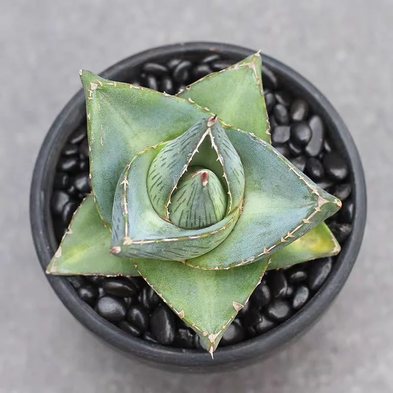 zwyw40.Agave Pumila 4-5cm/Agave plants / Succulent plants / Garden landscape / Carefully select healthy plants