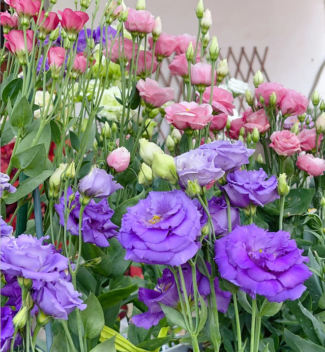 Lisanthus Eustoma – Perfect Thornless Rose Seeds 🌻