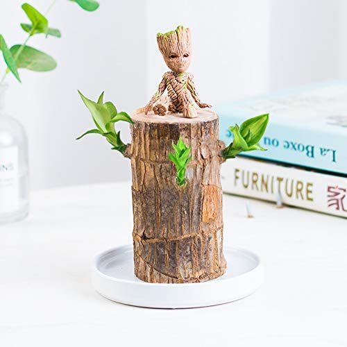 Brazilwood Hydroponic Plants Groot Lucky Wood Potted | IFYHOME
