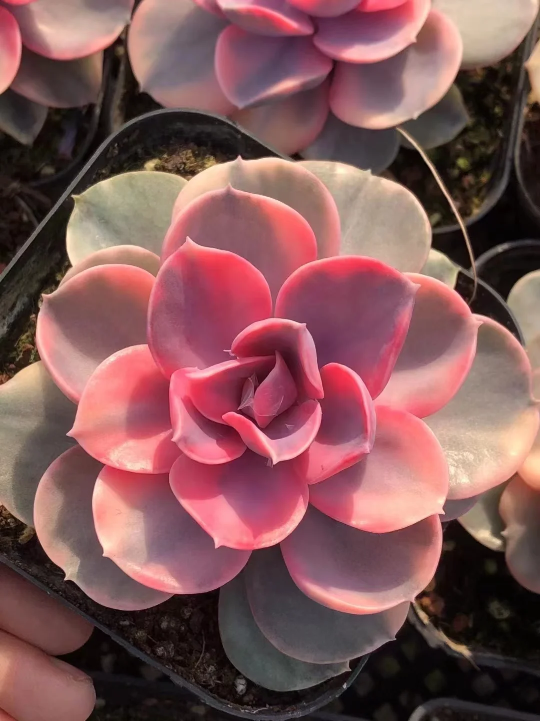 411.  Rainbow single head and cluster/ Echeveria / Succulent plants / Garden landscape / Carefully select healthy plants