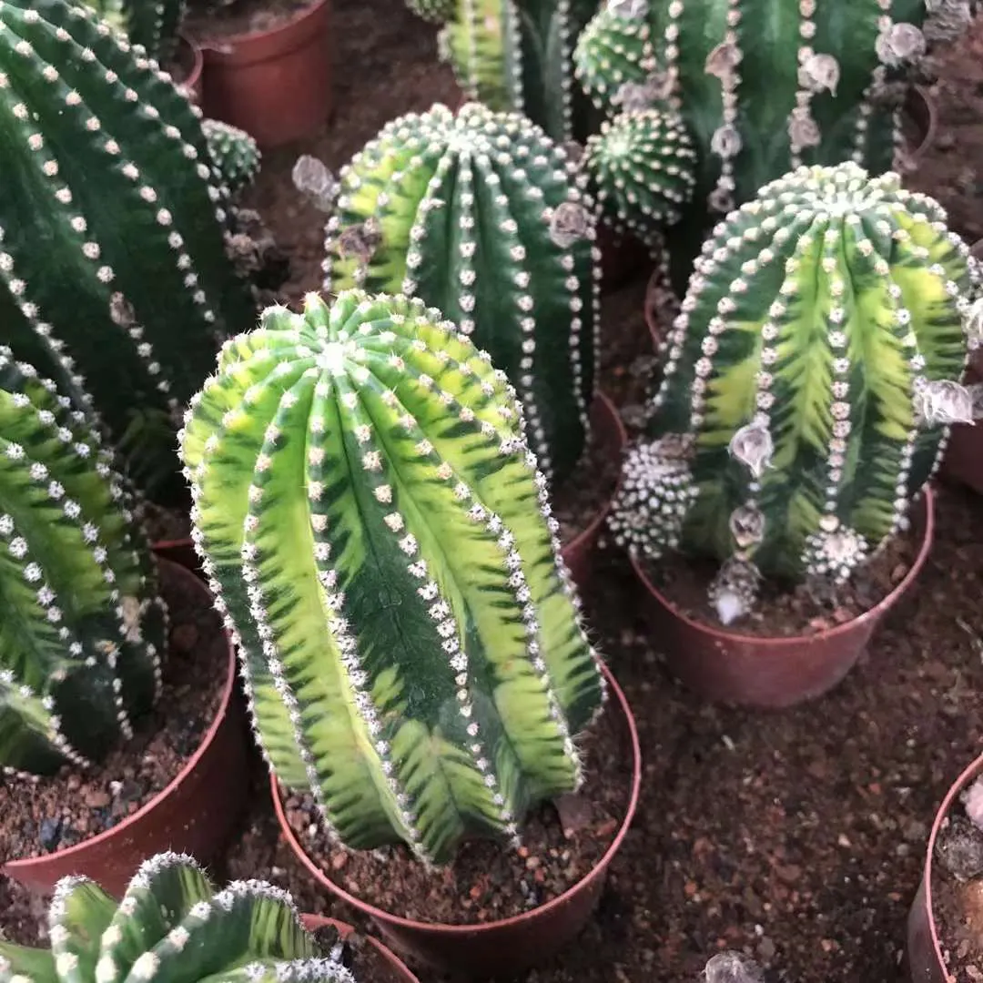 plant Aeonium Echeveria Haworthia  Caudex  Lithops Cactus  Agave 