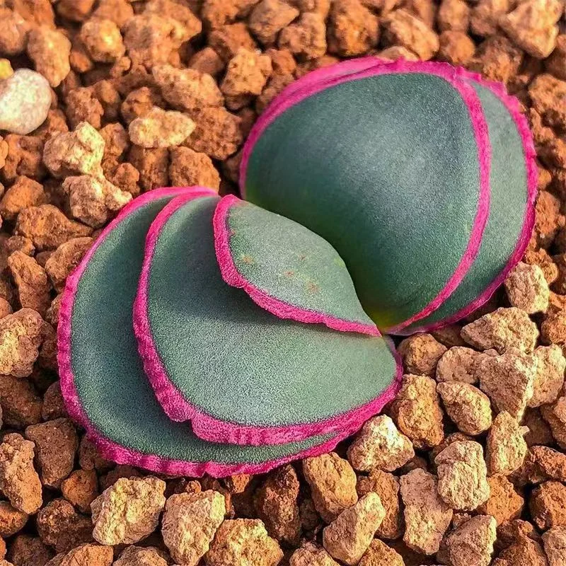 804.  Brunsvigia striata 1-1.5cm / Caudex  / Succulent plants / Garden landscape / Carefully select healthy plants