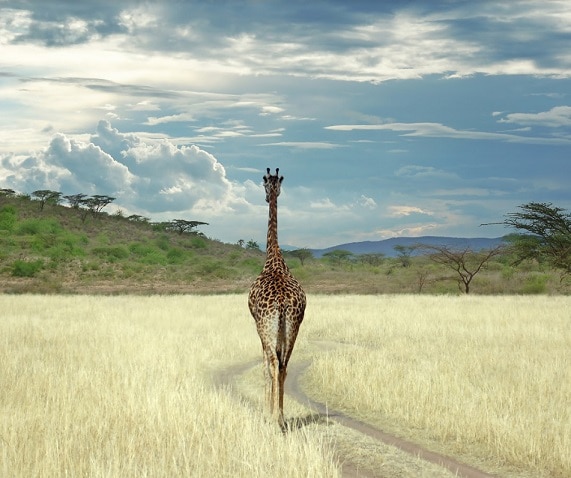 

The Tallest Amazing Giraffe – Paint By Numbers - 40*50CM, 501 Original