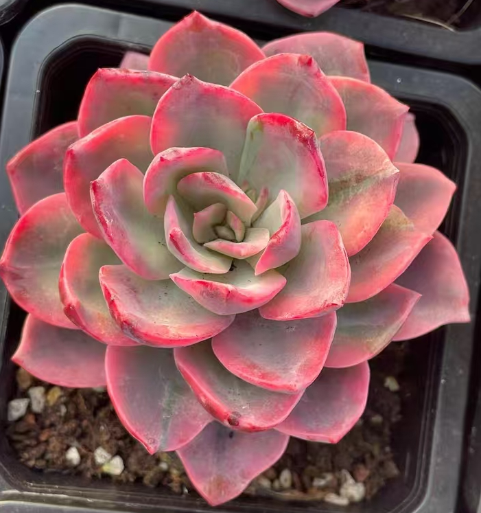 plant Aeonium Echeveria Haworthia  Caudex  Lithops Cactus  Agave 