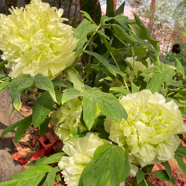 🌺PEONY FLOWER SEEDS