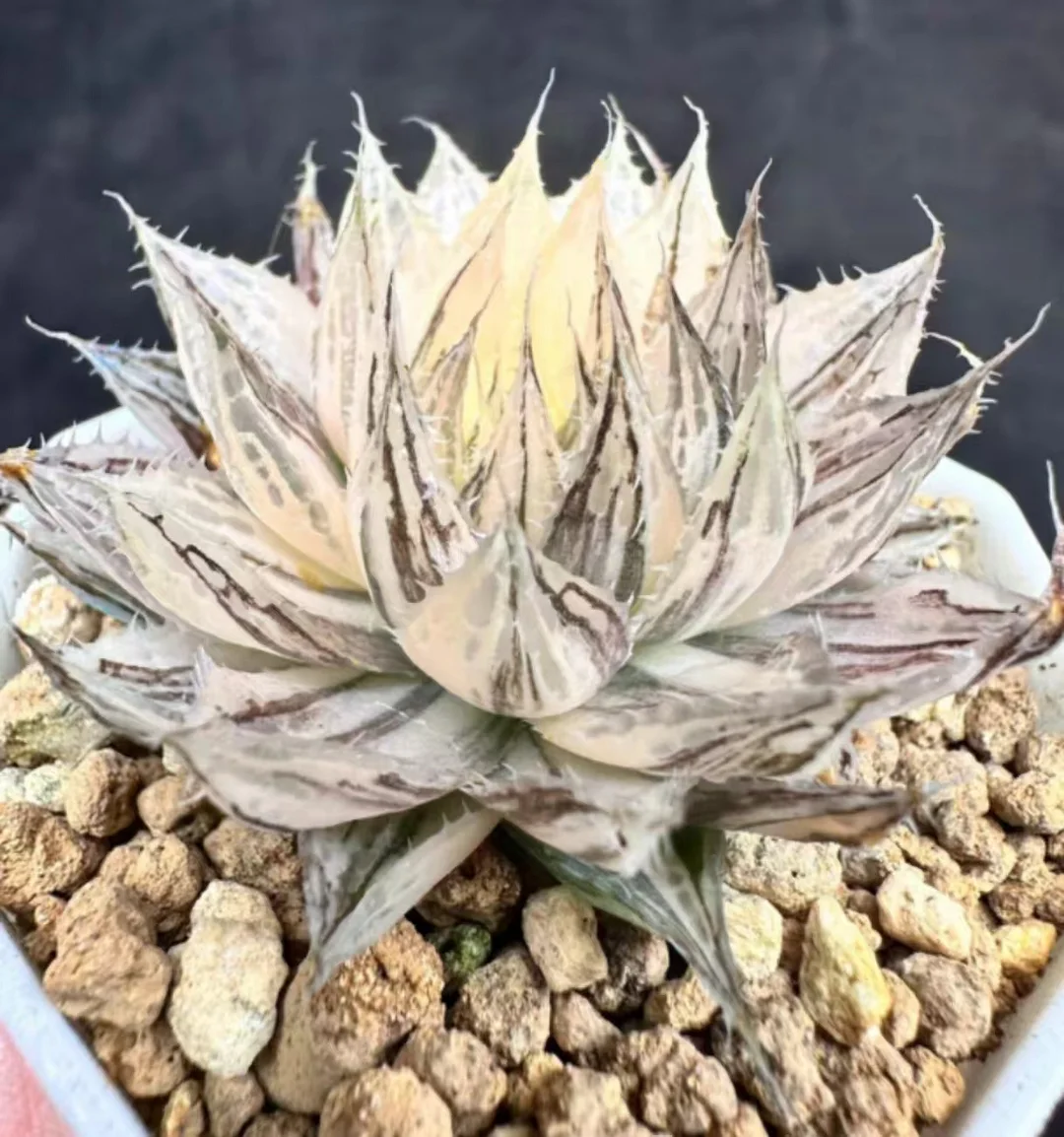 1074.Haworthia bolusii Bak  Var 5cm /Haworthia/ Succulent plants / Garden landscape / Carefully select healthy plants