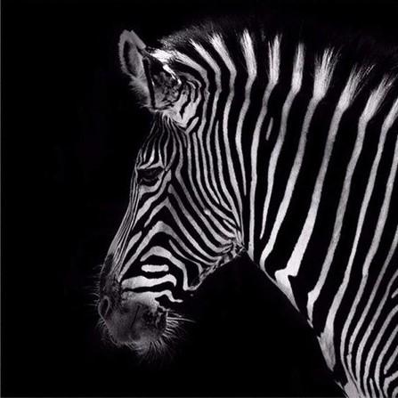 

Classic Zebra – Paint By Numbers - 40*50CM, 501 Original