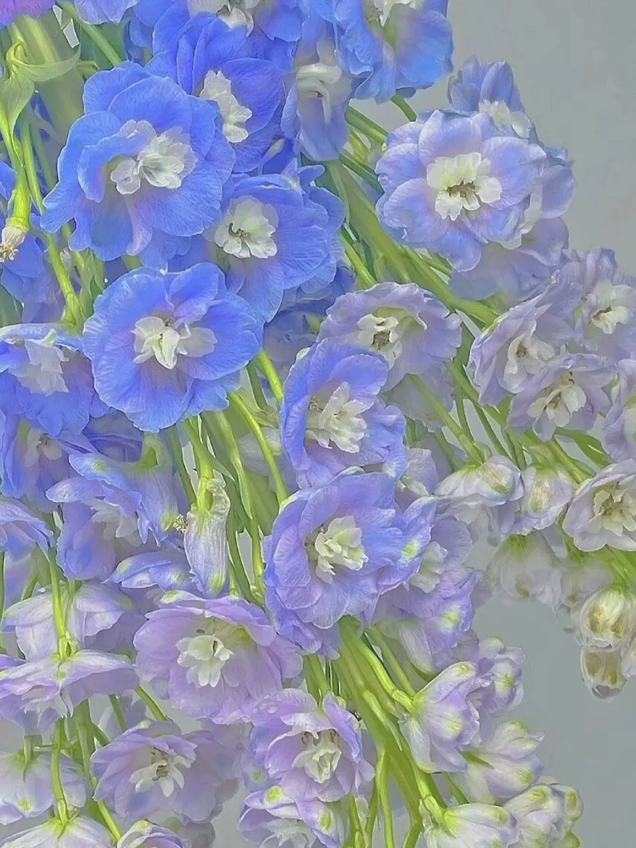Delphinium Seeds-Mixed 7 Colors