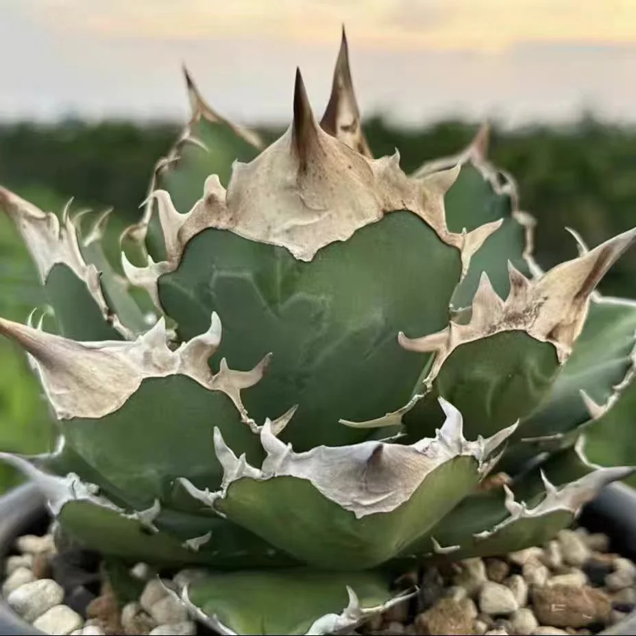 1000.Agave white rhinoceros 3cm/Agave plants/ Succulent plants / Garden landscape / Carefully select healthy plants