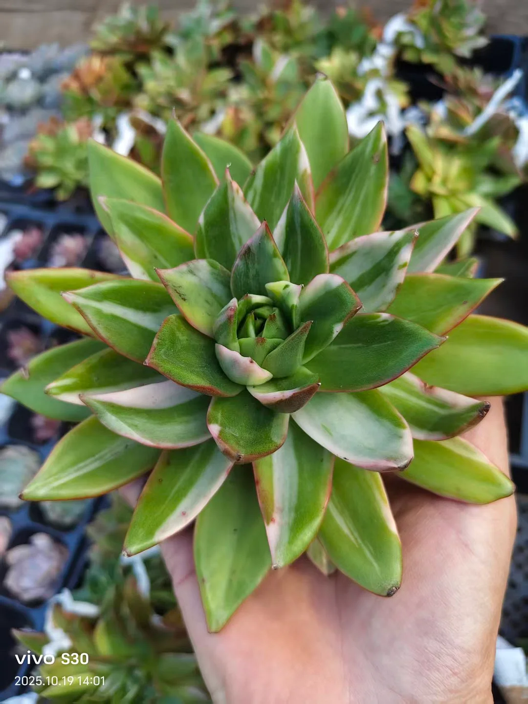 plant Aeonium Echeveria Haworthia  Caudex  Lithops Cactus  Agave 