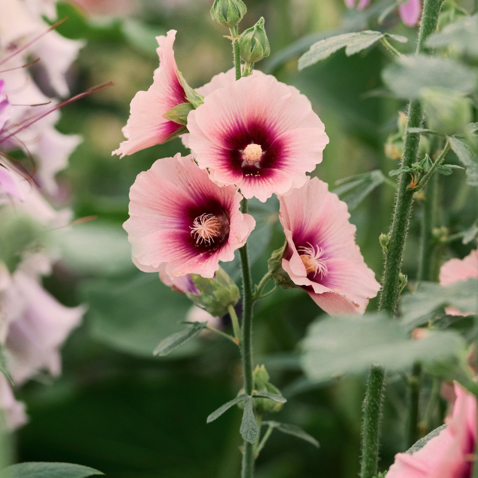 Hollyhock&nbsp;Halo's Apricot Flower | X 20 Seeds