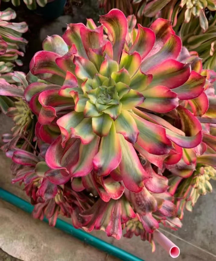 plant Aeonium Echeveria Haworthia  Caudex  Lithops Cactus  Agave 