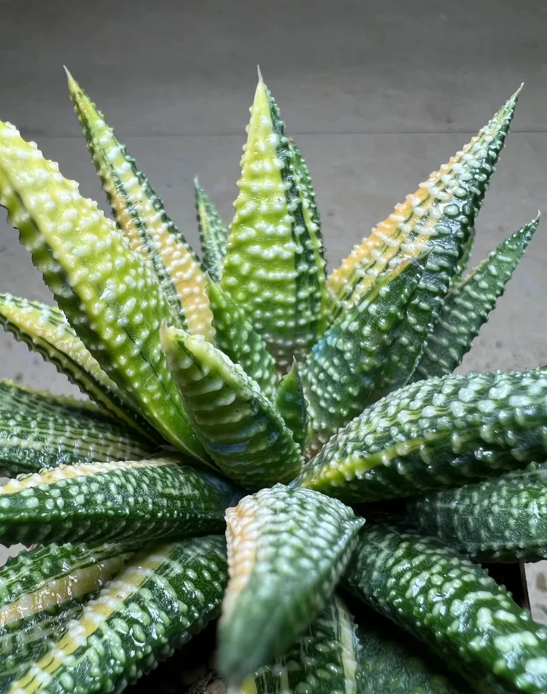 plant Aeonium Echeveria Haworthia  Caudex  Lithops Cactus  Agave 