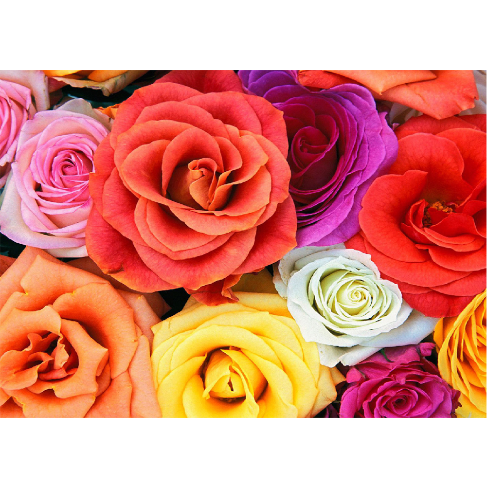 

Colorful Rose - Round Drill Diamond Painting - 40*30CM, 501 Original