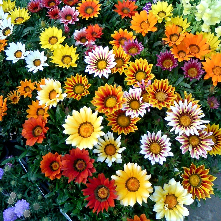 Mixed Gazania Seeds – Treasure Flower Blend
