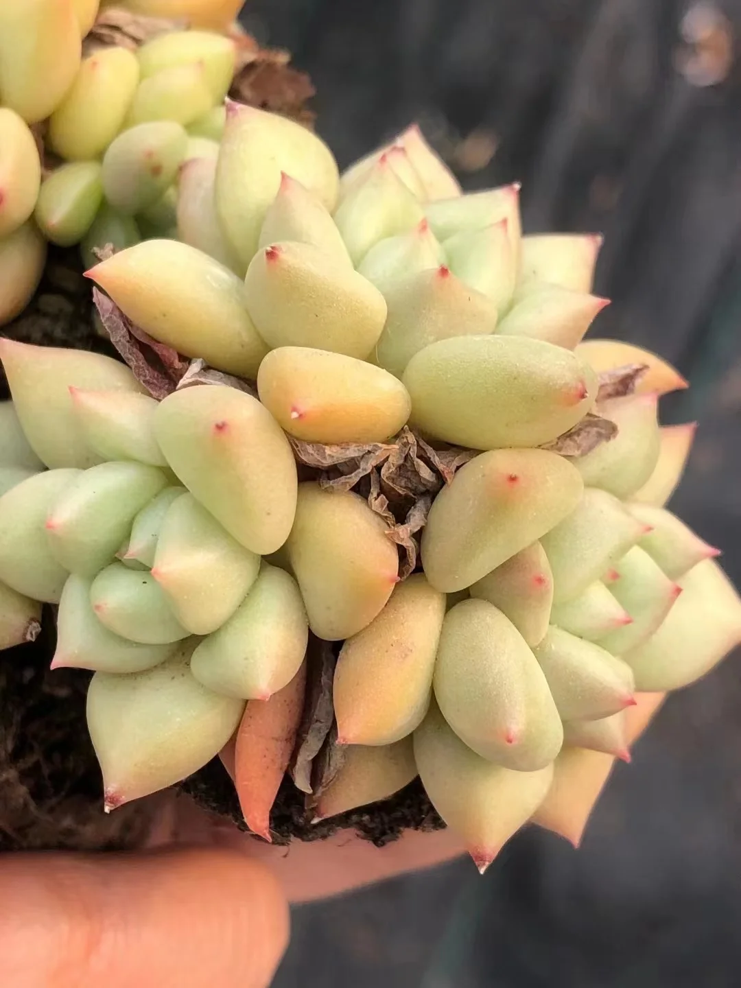 plant Aeonium Echeveria Haworthia  Caudex  Lithops Cactus  Agave 