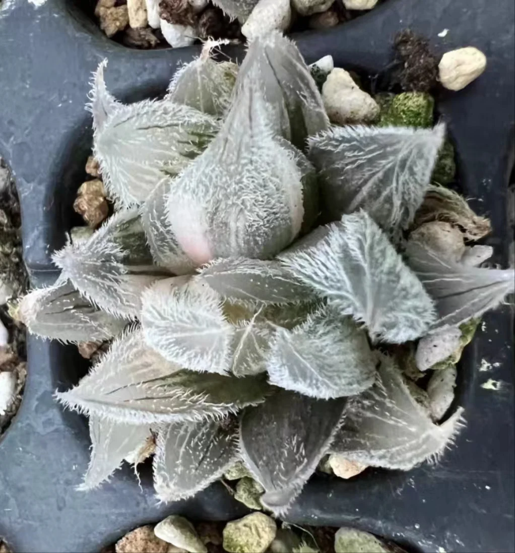 1021.Haworthia Gm292 cooperi var. venusta 2-3cm/ Haworthia/ Succulent plants / Garden landscape / Carefully select healthy plants