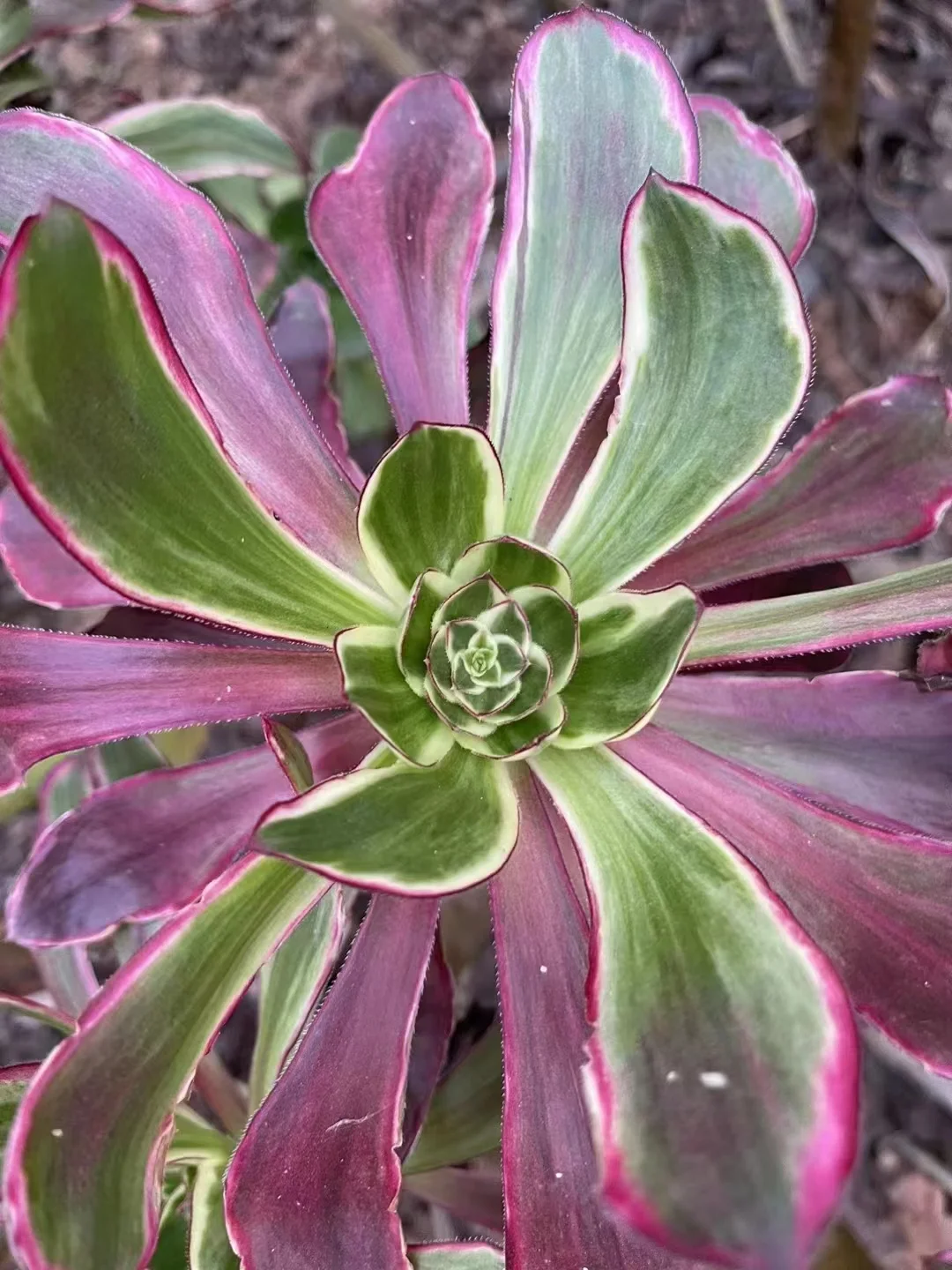 plant Aeonium Echeveria Haworthia  Caudex  Lithops Cactus  Agave 