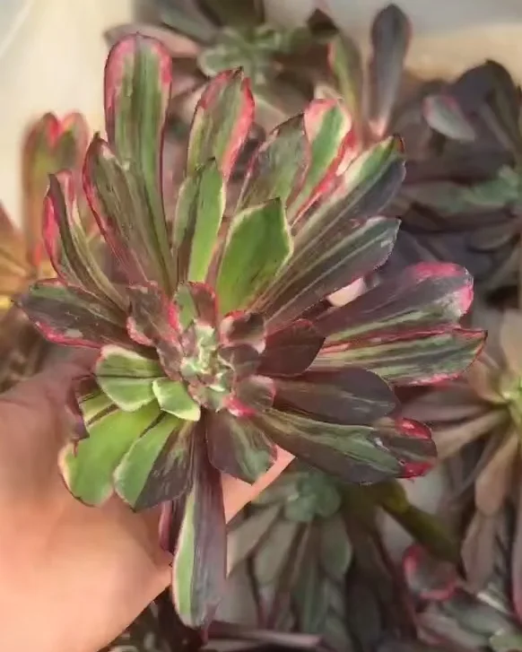 plant Aeonium Echeveria Haworthia  Caudex  Lithops Cactus  Agave 