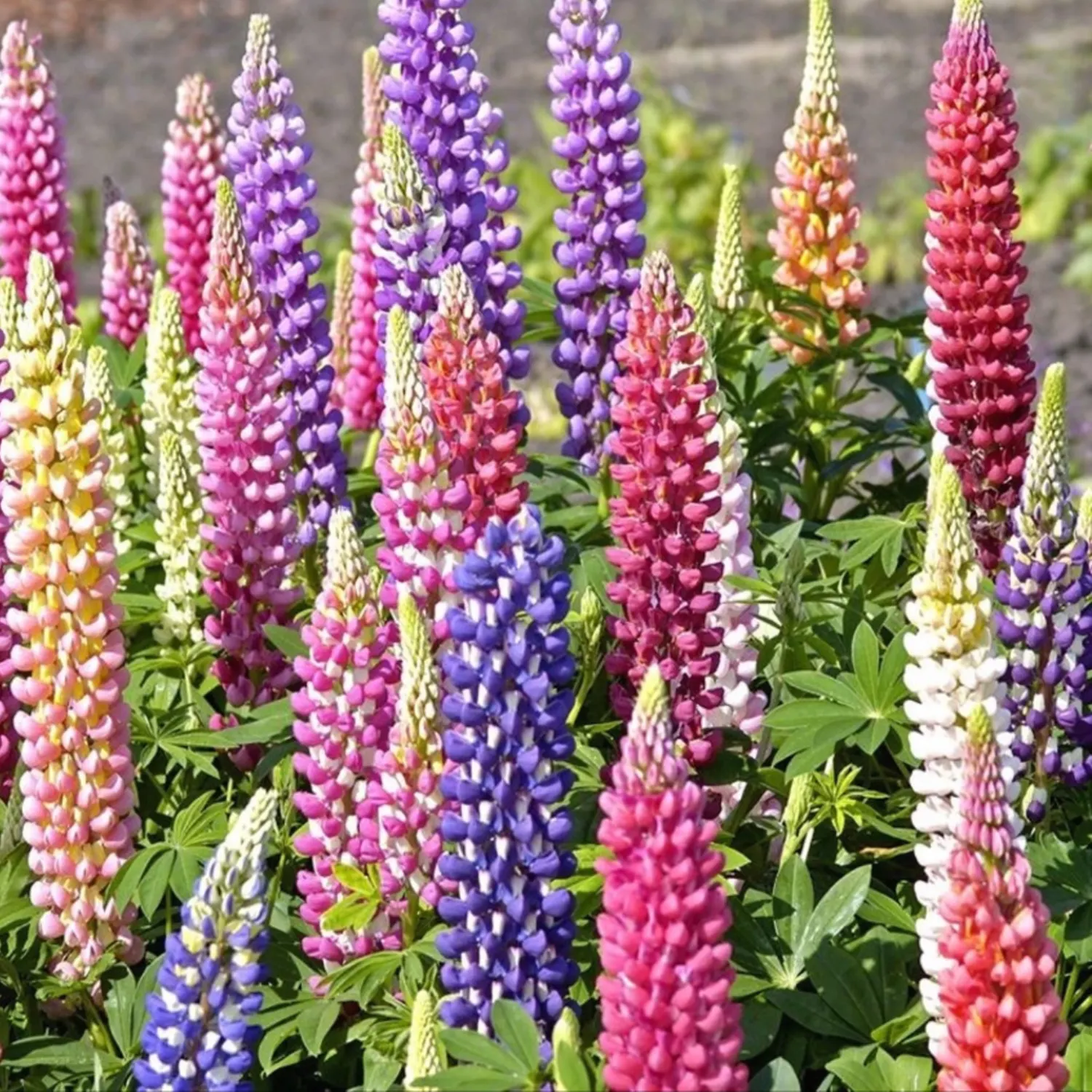 LUPINE FLOWER SEEDS