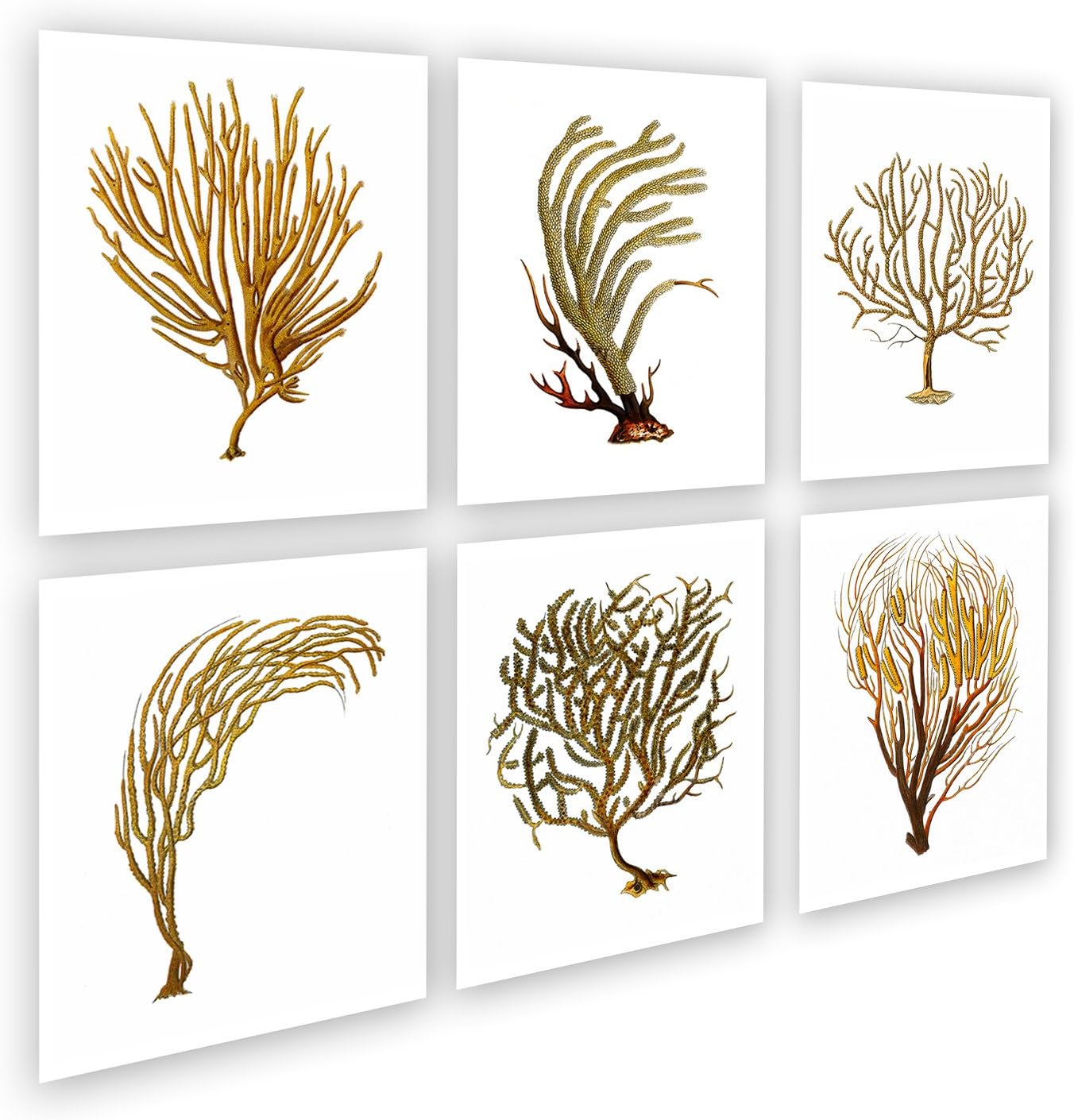 Sea Coral Sea Fan Set of 6 Unframed Wall Art Beach Decor Art Prints