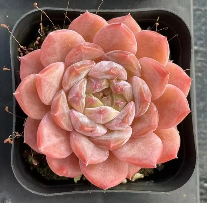 477.Echeveria   Hai meng. Single head 3-4cm/ Echeveria / Succulent plants / Garden landscape / Carefully select healthy plants