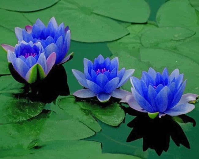 

Blue Lotus Flowers – Paint By Numbers - 40*50CM, 501 Original