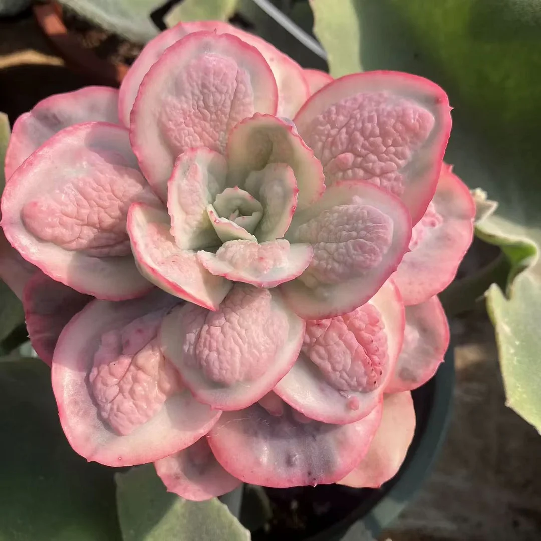 plant Aeonium Echeveria Haworthia  Caudex  Lithops Cactus  Agave 