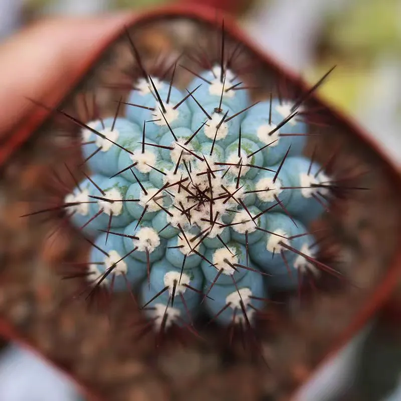 plant Aeonium Echeveria Haworthia  Caudex  Lithops Cactus  Agave 