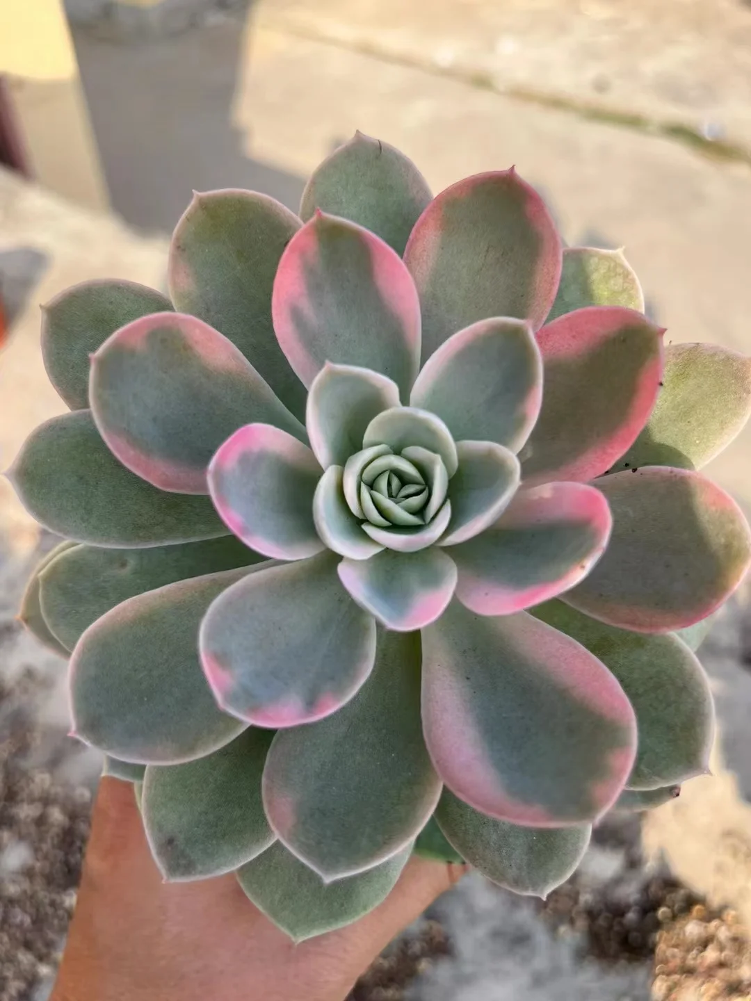 plant Aeonium Echeveria Haworthia  Caudex  Lithops Cactus  Agave 