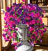 LAST DAY 50% OFF🌺hanging morning glory– Perfect home garden decoration 