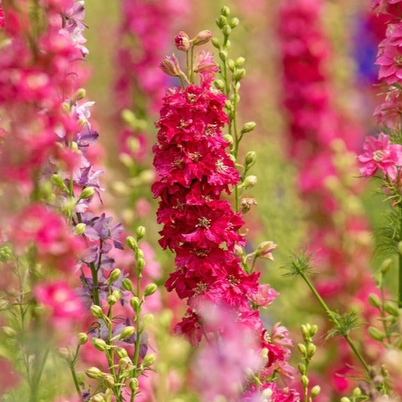 Larkspur Imperial Scarlet Spire Flower | X 100 Seeds